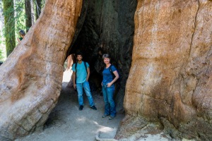 Me and my son standing inside a giant Sequoia...